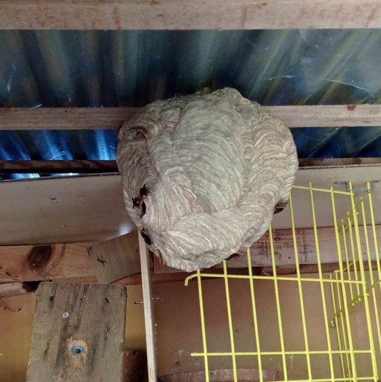 nid de frelons à l'intérieur