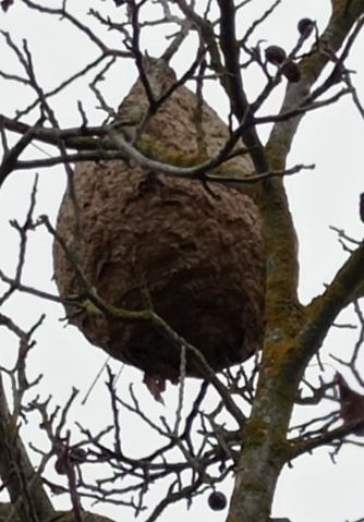 nid de frelons dans un arbre