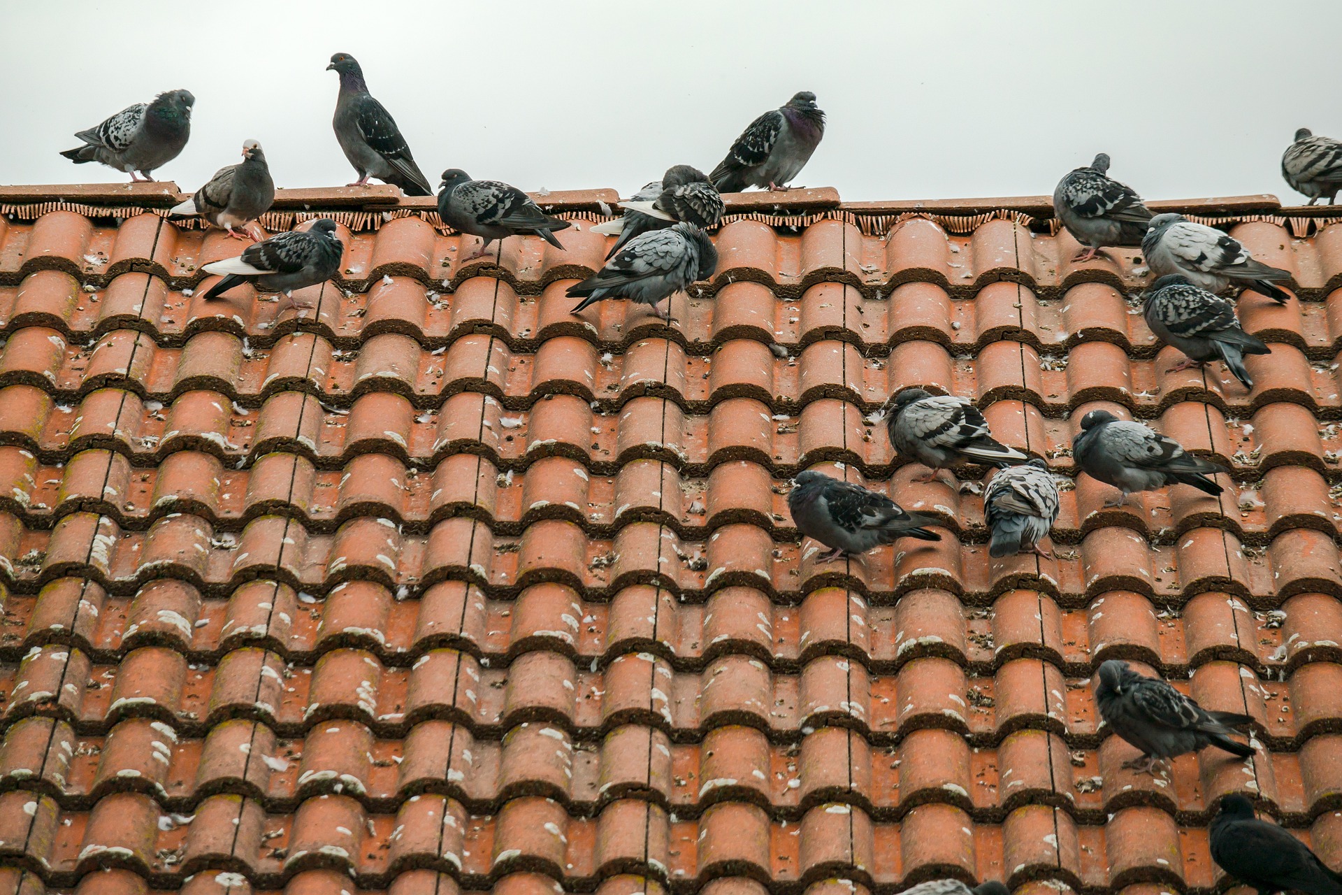 groupe de pigeons sur un toit