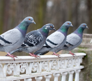 pigeons jabo dÃ©pigeonnage