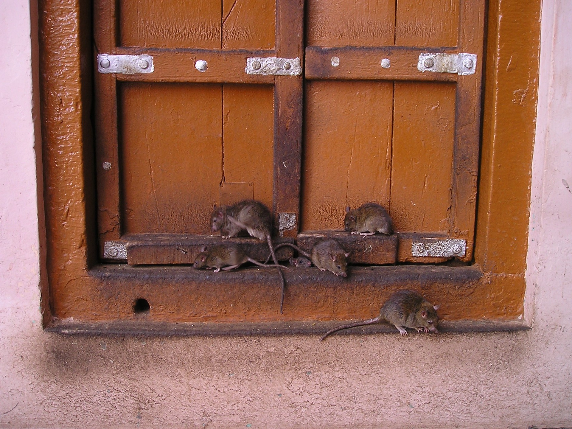 rats devant fenêtre de maison